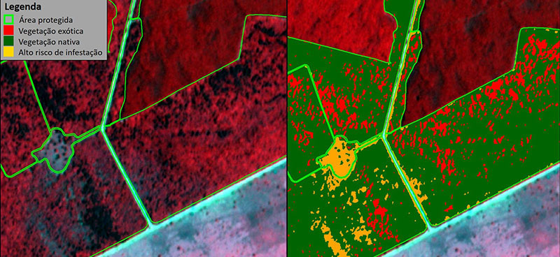 Classificação da vegetação nativa ou exótica e áreas com risco de infestação de espécies exóticas.
